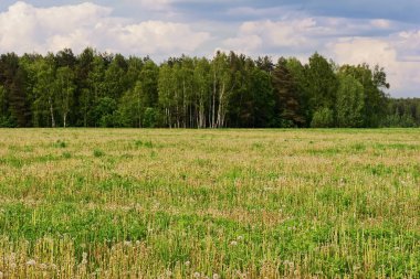 Karahindiba alan yaz 