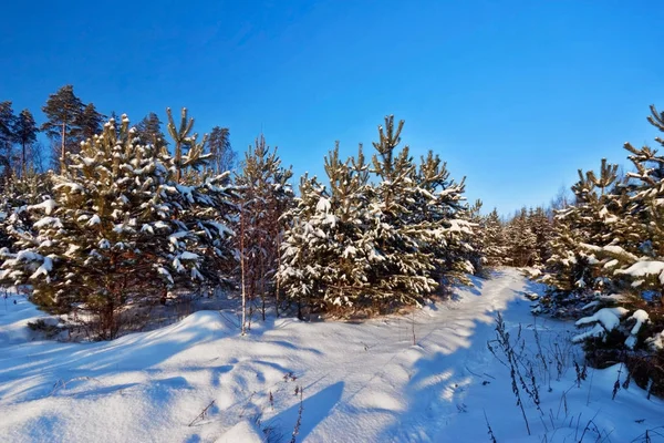 雪で覆われている fir 支店 — ストック写真