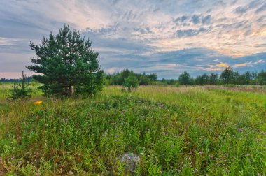  Yaz alanında köknar ağacı