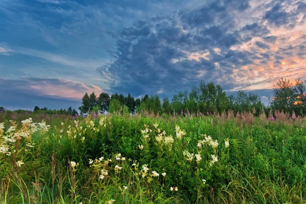 Zonsondergang in de zomer veld — Stockfoto