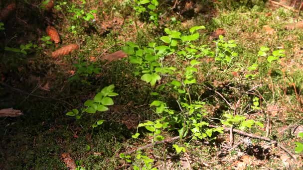 Gröna löv i skogen — Stockvideo