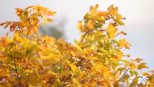 Herbstliche Ahornblätter — Stockvideo