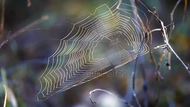 Web spider at wind — Stock Video