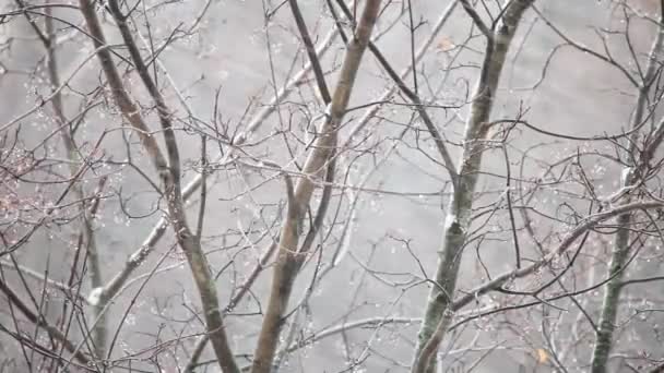 Neve e vento — Vídeo de Stock