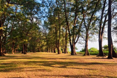 Plaja yakın tropikal park