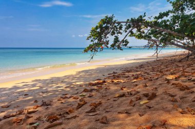 Egzotik tropik deniz