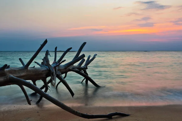 Dead tree trunk on tropical beach — Stock Photo, Image