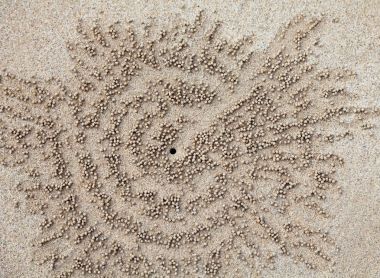 Sahil kumu delikleri yengeçler 