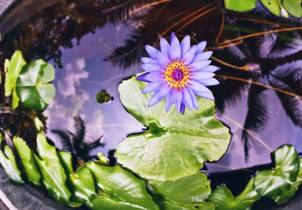 Lotus blomma närbild på vatten — Stockfoto