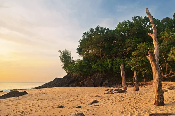 Döda trädstammar på tropisk strand — Stockfoto