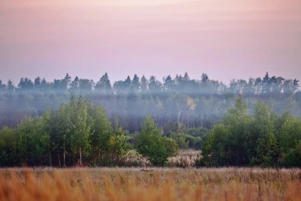 Foggy sunset in summer field — Stock Photo, Image