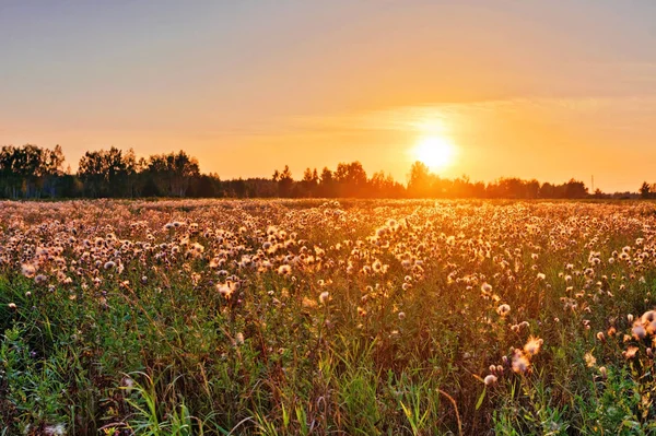 View of field thistle in sunset light — Stock Photo, Image