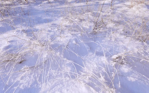 Hierba congelada bajo el sol —  Fotos de Stock
