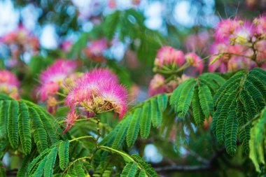 Albizia julibrissin çiçek