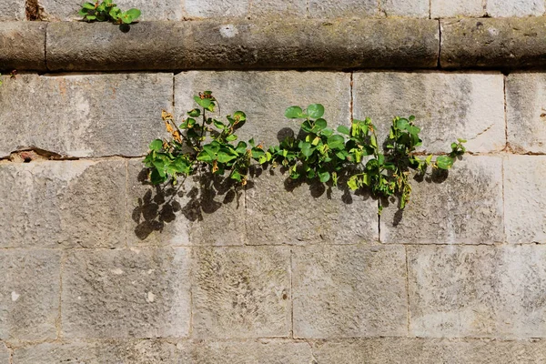 Plantes sur le vieux mur de pierre — Photo