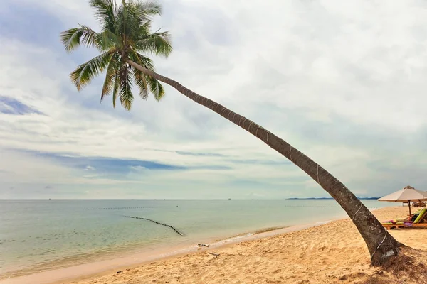 Plage tropicale avec palmier — Photo