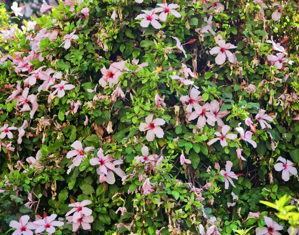 Buisson Hibiscus Rosa Sinensis Hibiscus Flocon Neige Fleur Chaussure Hibiscus — Photo