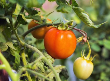 büyüyen serada domates 