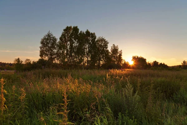 Coucher de soleil dans le champ d'été — Photo