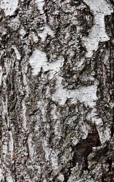 Bříza stromová kůra — Stock fotografie