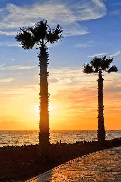 Pavimento in pietra con palme lungo il mare al tramonto — Foto Stock