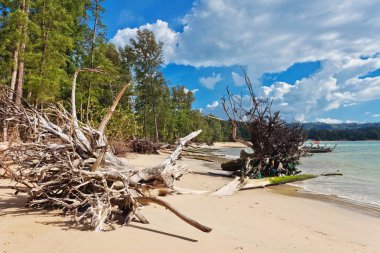 ağaç gövdeleri sahilde 
