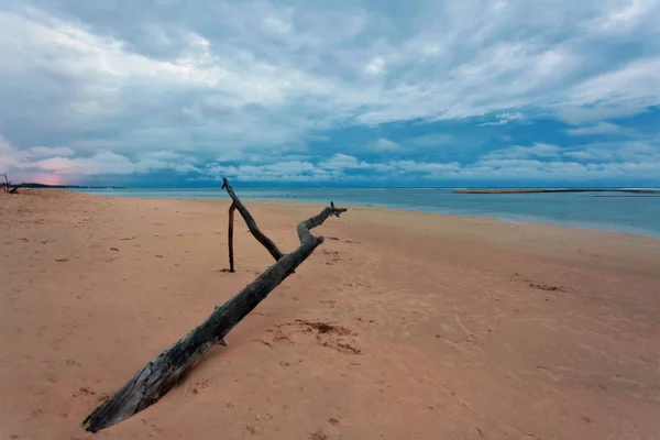 熱帯のビーチで死んだ木の幹 — ストック写真