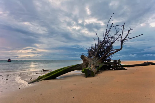 Död trädstam på tropisk strand — Stockfoto
