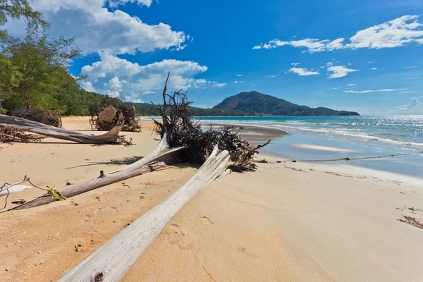 Kmeny stromů na pláži — Stock fotografie