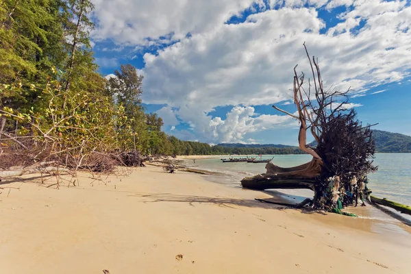 Troncs d'arbres sur la plage — Photo
