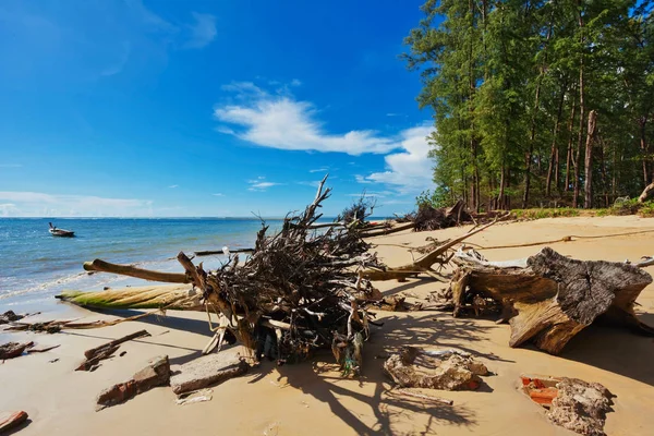 Kmeny stromů na pláži — Stock fotografie