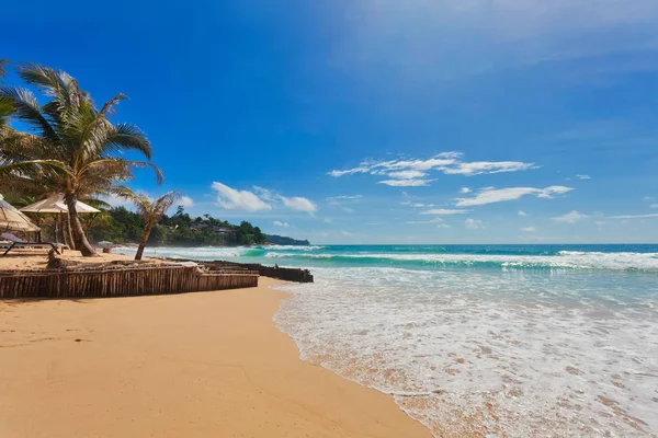 Palns ile tropikal plaj — Stok fotoğraf