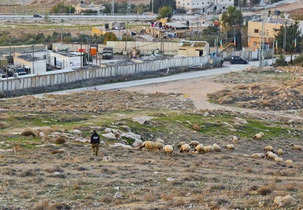 Arab guy grazes a herd of sheep near to Herodium (Herodion) Fort — Stock Photo, Image