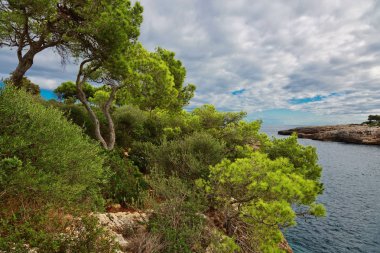 Güzel defne plaj turkuaz deniz suyu. Mallorca Adası