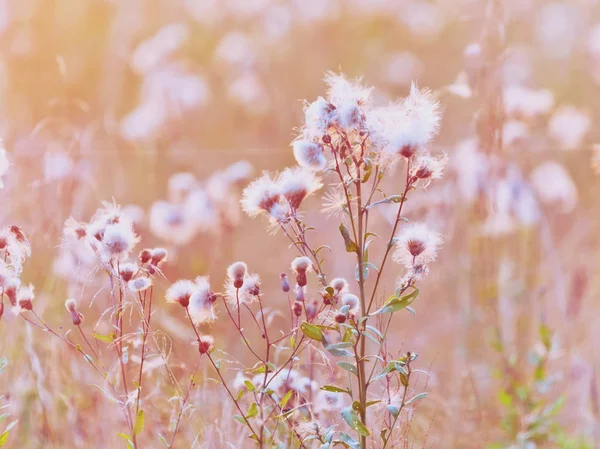 Veld distel in zonsondergang licht — Stockfoto