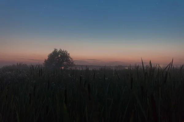 Foggy night summer field — Stock Photo, Image