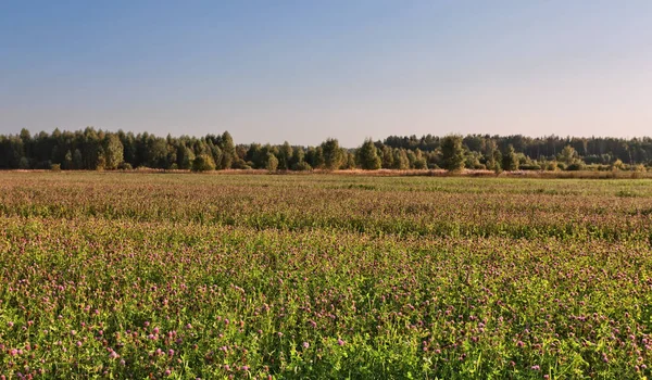 Campo de flores trevo — Fotografia de Stock