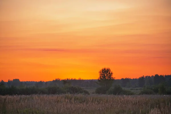 Puesta de sol en el campo de verano —  Fotos de Stock