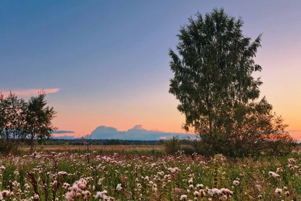 Západ slunce v létě pole — Stock fotografie