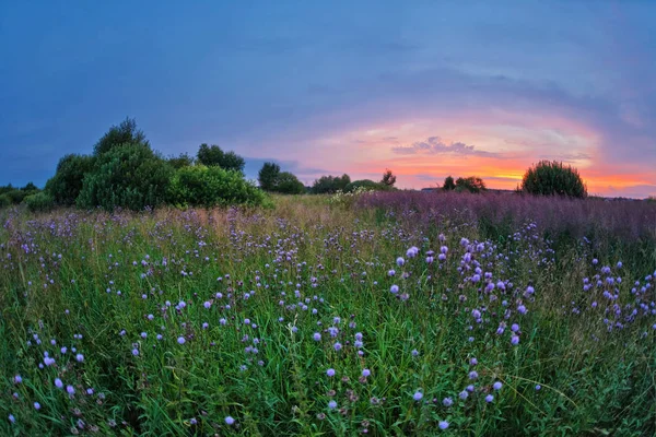 Sunset in summer field — Stock Photo, Image