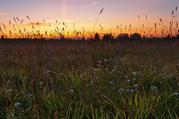 Pôr do sol no campo de verão — Fotografia de Stock