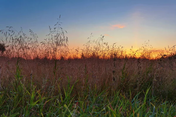 Sunset in summer field — Stock Photo, Image