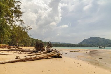 Sahilde ölü bir ağaç gövdesi 