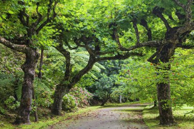 Furnas 'taki Terra Nostra Botanik Bahçesi, Sao Miguel Adası, Port