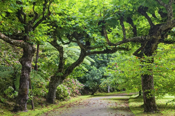 Jardim Botânico Terra Nostra em Furnas, Ilha de São Miguel, Porto — Fotografia de Stock