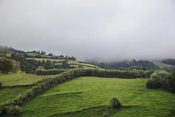 Foggy paysage vert de l'île de Sao Miguel, Portugal — Photo