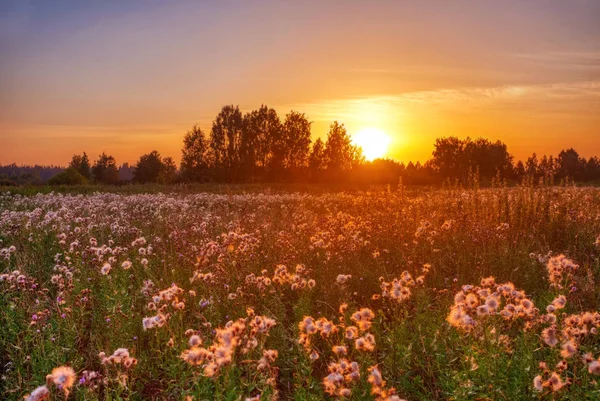 Visa av fältet tistel i solnedgången ljus — Stockfoto