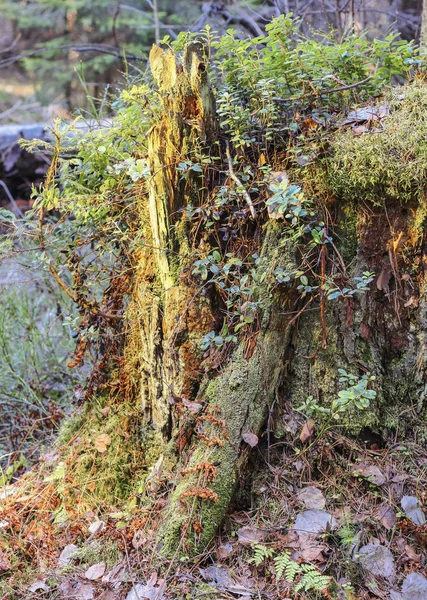 Starý pařez v lese, pokryté mechem — Stock fotografie