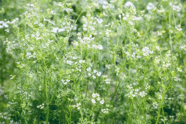 Witte bloemen in een veld — Stockfoto