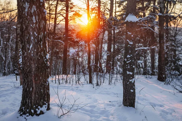 Bellissimo tramonto invernale — Foto Stock